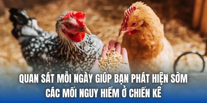 Quan sát mỗi ngày giúp bạn phát hiện sớm các mối nguy hiểm ở chiến kê