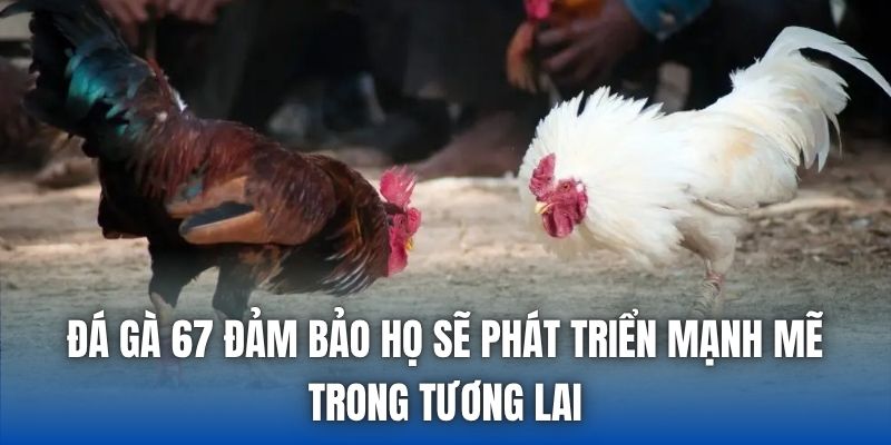 Đá gà 67 đảm bảo họ sẽ phát triển mạnh mẽ trong tương lai