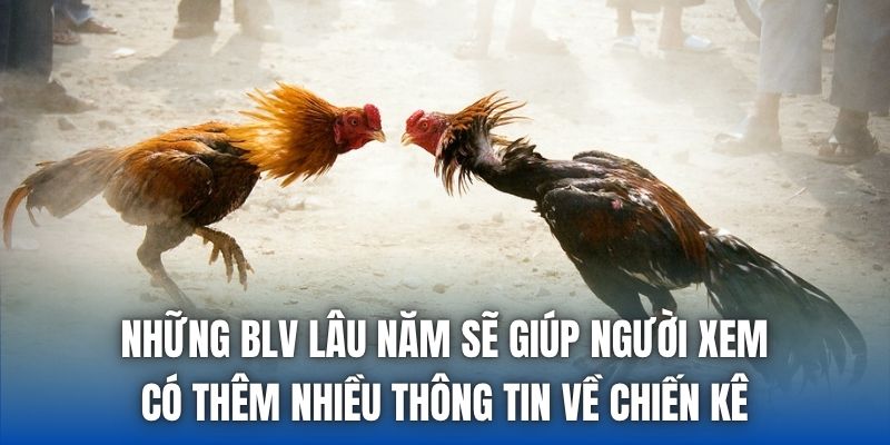 Những BLV lâu năm sẽ giúp người xem có thêm nhiều thông tin về chiến kê