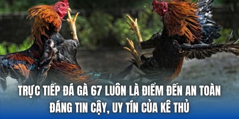 Trực tiếp đá gà 67 luôn là điểm đến an toàn, đáng tin cậy, uy tín của kê thủ