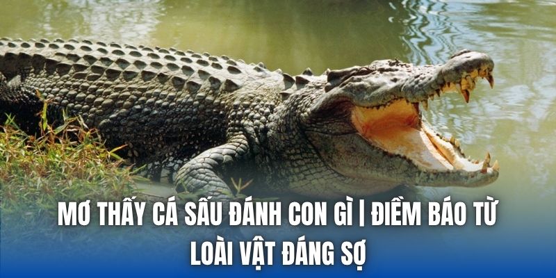 Mơ Thấy Cá Sấu Đánh Con Gì | Điềm Báo Từ Loài Vật Đáng Sợ